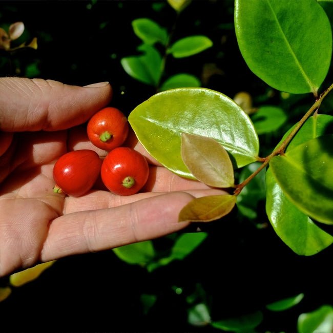 Cedar Bay Cherry - Ladybird Nursery