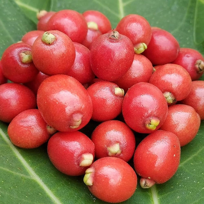 Cedar Bay Cherry