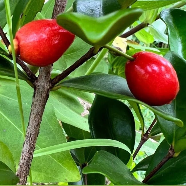 Cedar Bay Cherry - Ladybird Nursery