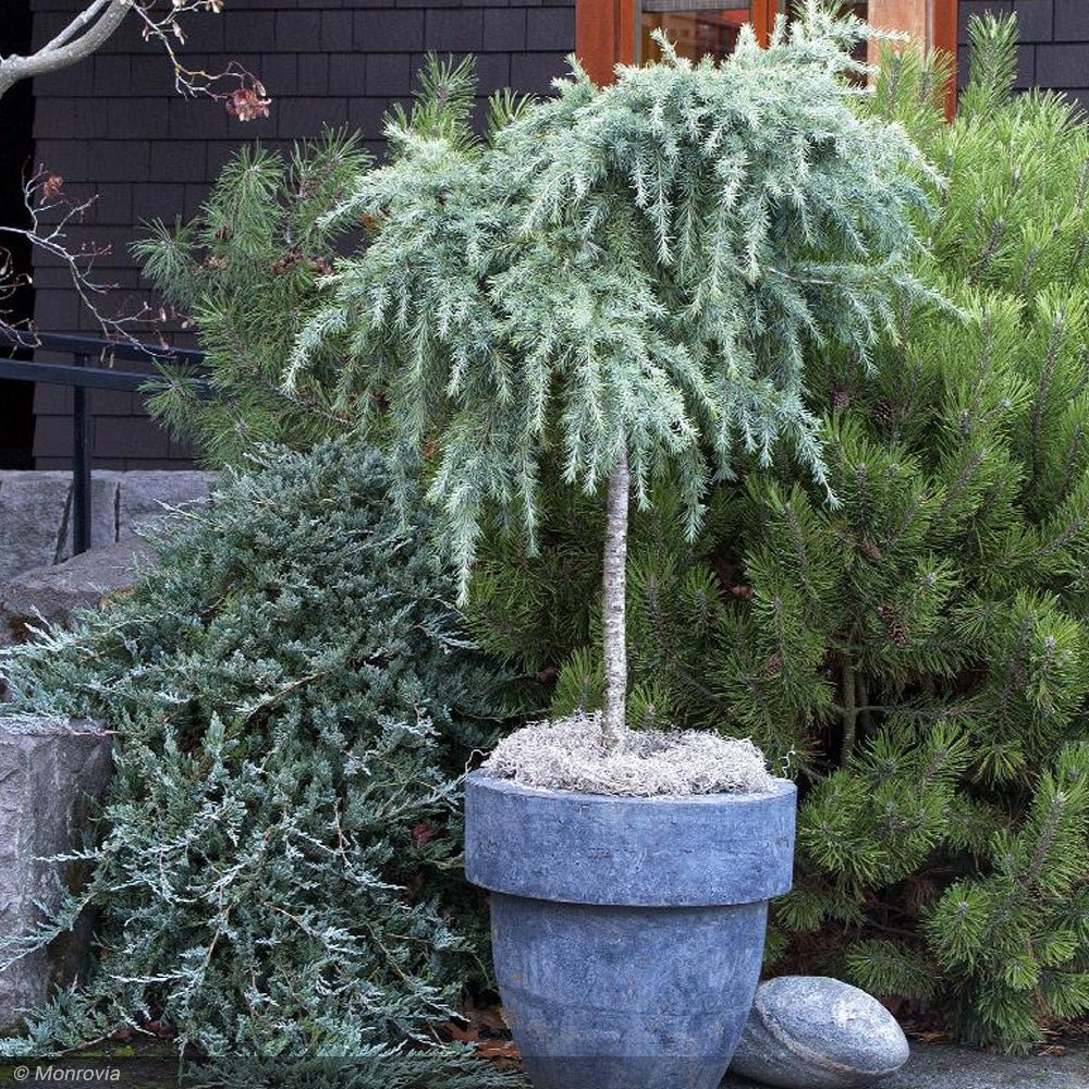 Deodar Cedar Forth Dwarf (Cedrus deodara) - Ladybird Nursery