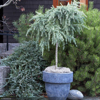 Deodar Cedar Forth Dwarf (Cedrus deodara)