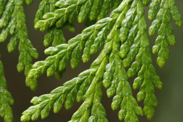 Western Red Cedar (Thuja plicata)