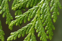 Western Red Cedar (Thuja plicata) - Ladybird Nursery