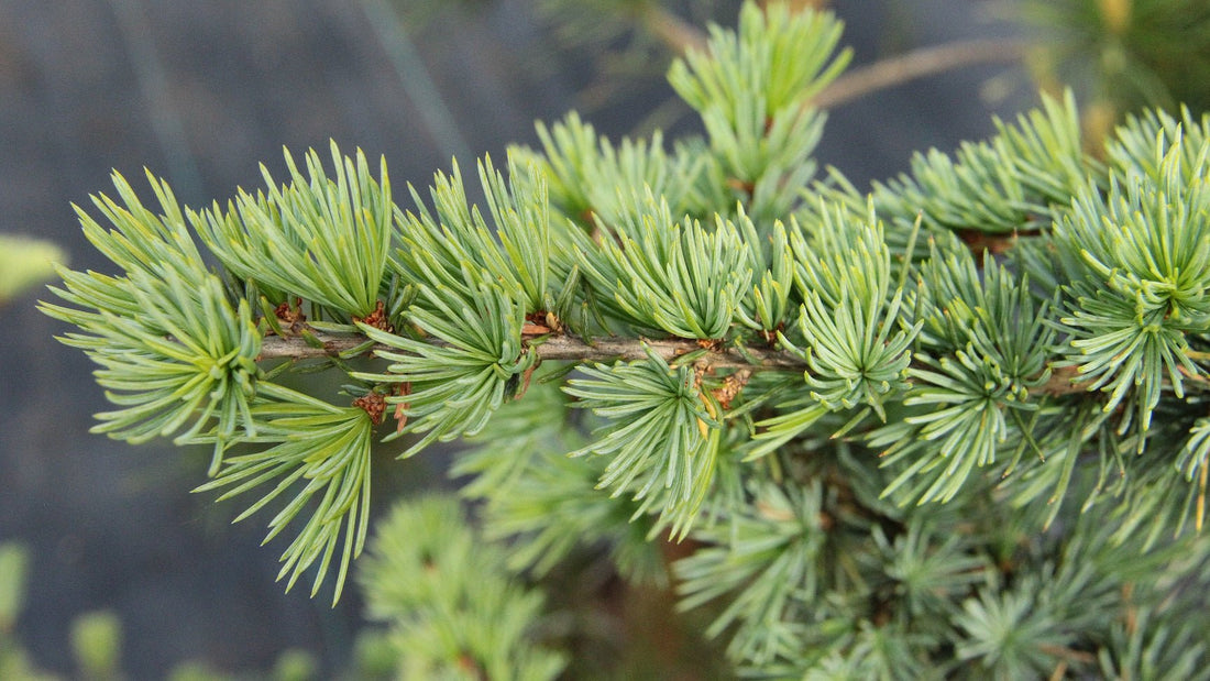 Upright Blue Cedar glauca fastigiata (Cedrus atlantica) - Ladybird Nursery