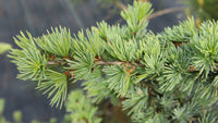 Upright Blue Cedar glauca fastigiata (Cedrus atlantica) - Ladybird Nursery