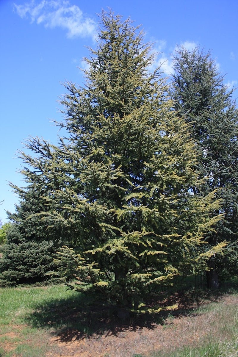 Atlas Cedar Aurea (Cedrus atlantica) - Ladybird Nursery
