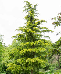 Deodar Cedar Bogles Golden Bowl (Cedrus deodara)