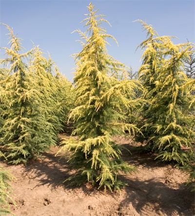 Deodar Cedar Vinks Gold (Cedrus deodara)