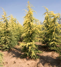 Deodar Cedar Vinks Gold (Cedrus deodara) - Ladybird Nursery