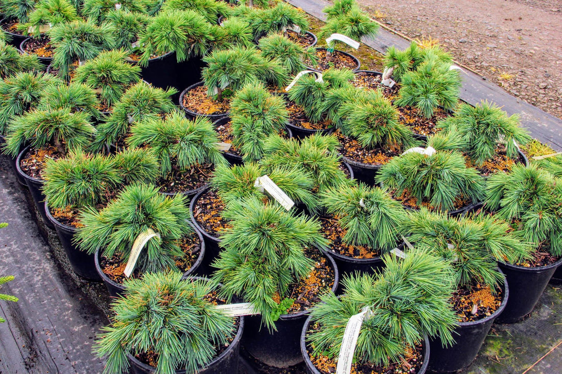 Cedar of Lebanon Hedgehog (Cedrus libani) - Ladybird Nursery