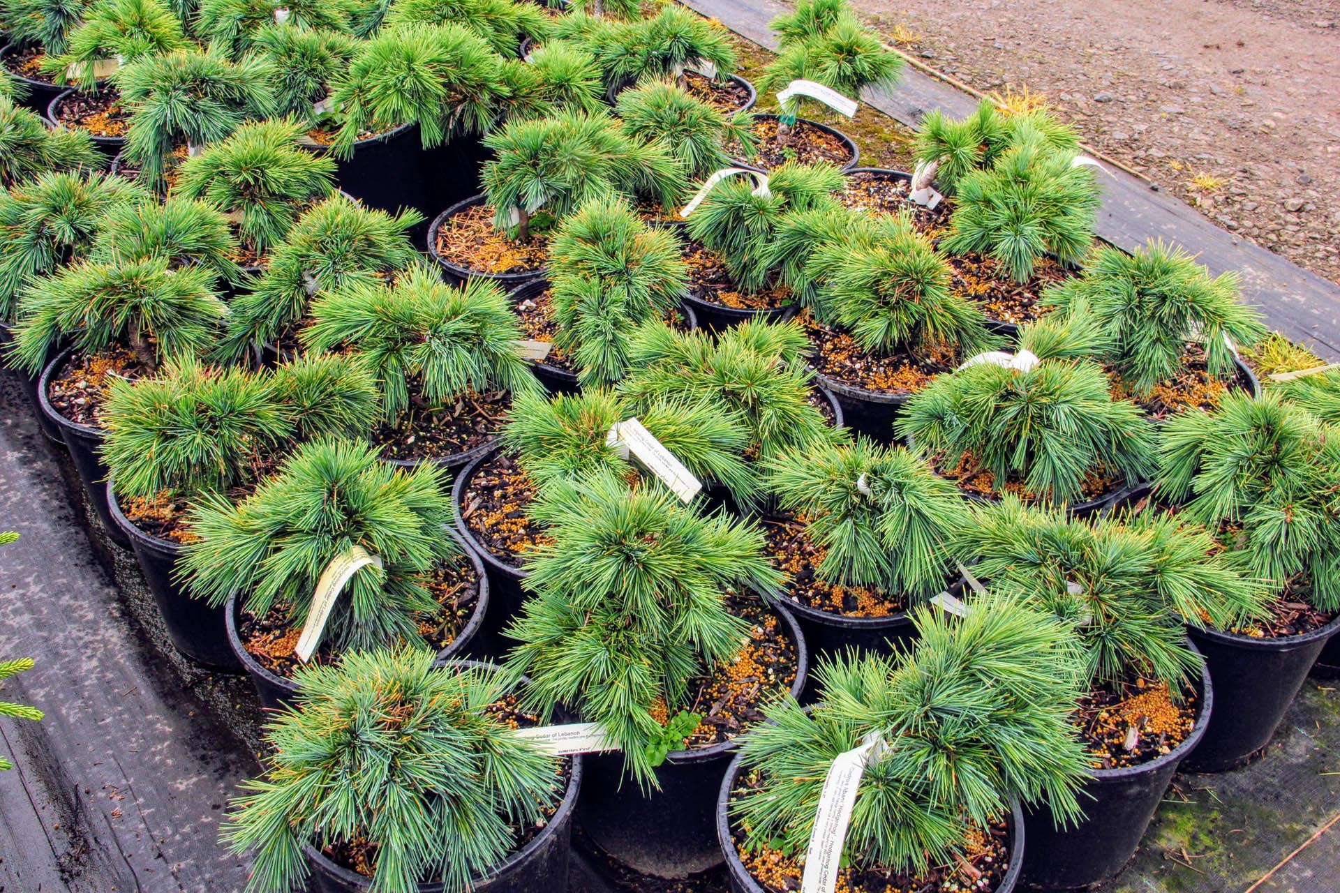 Cedar of Lebanon Hedgehog (Cedrus libani) - Ladybird Nursery
