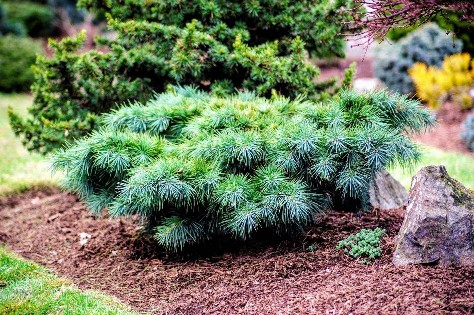 Cedar of Lebanon Hedgehog (Cedrus libani) - Ladybird Nursery