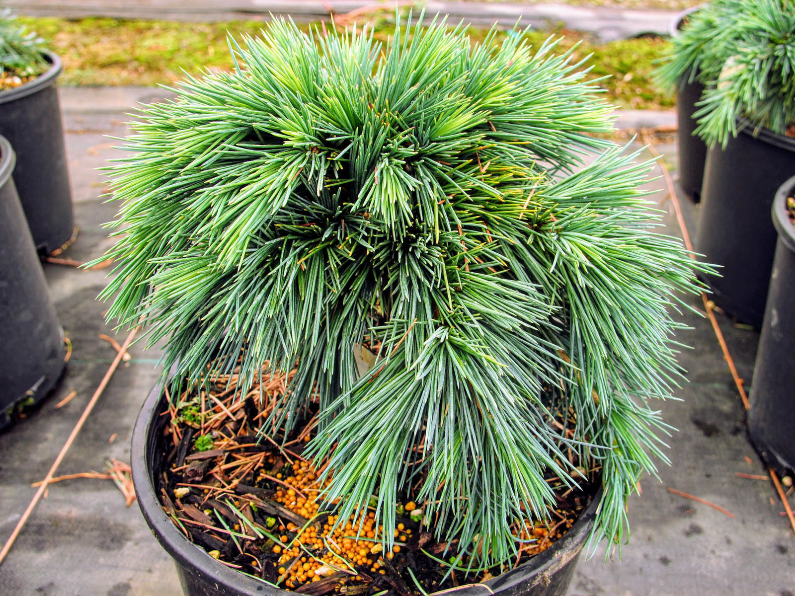 Cedar of Lebanon Hedgehog (Cedrus libani) - Ladybird Nursery
