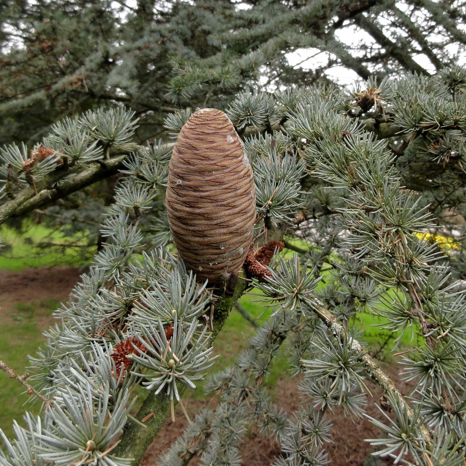 Blue Cedar glauca (Cedrus atlantica)