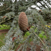 Blue Cedar glauca (Cedrus atlantica)