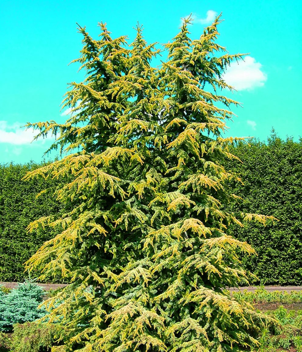 Atlas Cedar Aurea (Cedrus atlantica)