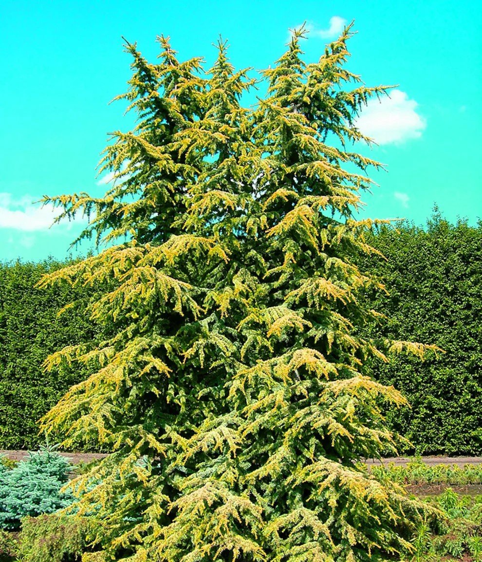 Atlas Cedar Aurea (Cedrus atlantica) - Ladybird Nursery