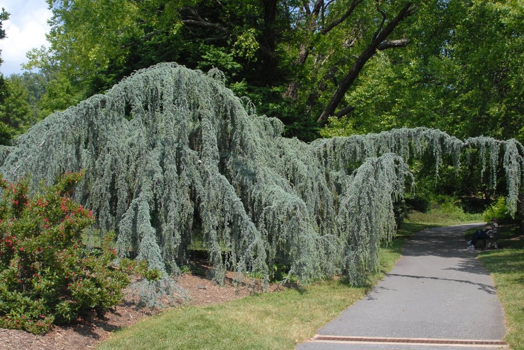 Weeping Blue Cedar glauca pendula (Cedrus atlantica) - Ladybird Nursery