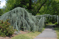 Weeping Blue Cedar glauca pendula (Cedrus atlantica)