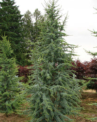 Blue Cedar glauca (Cedrus atlantica)