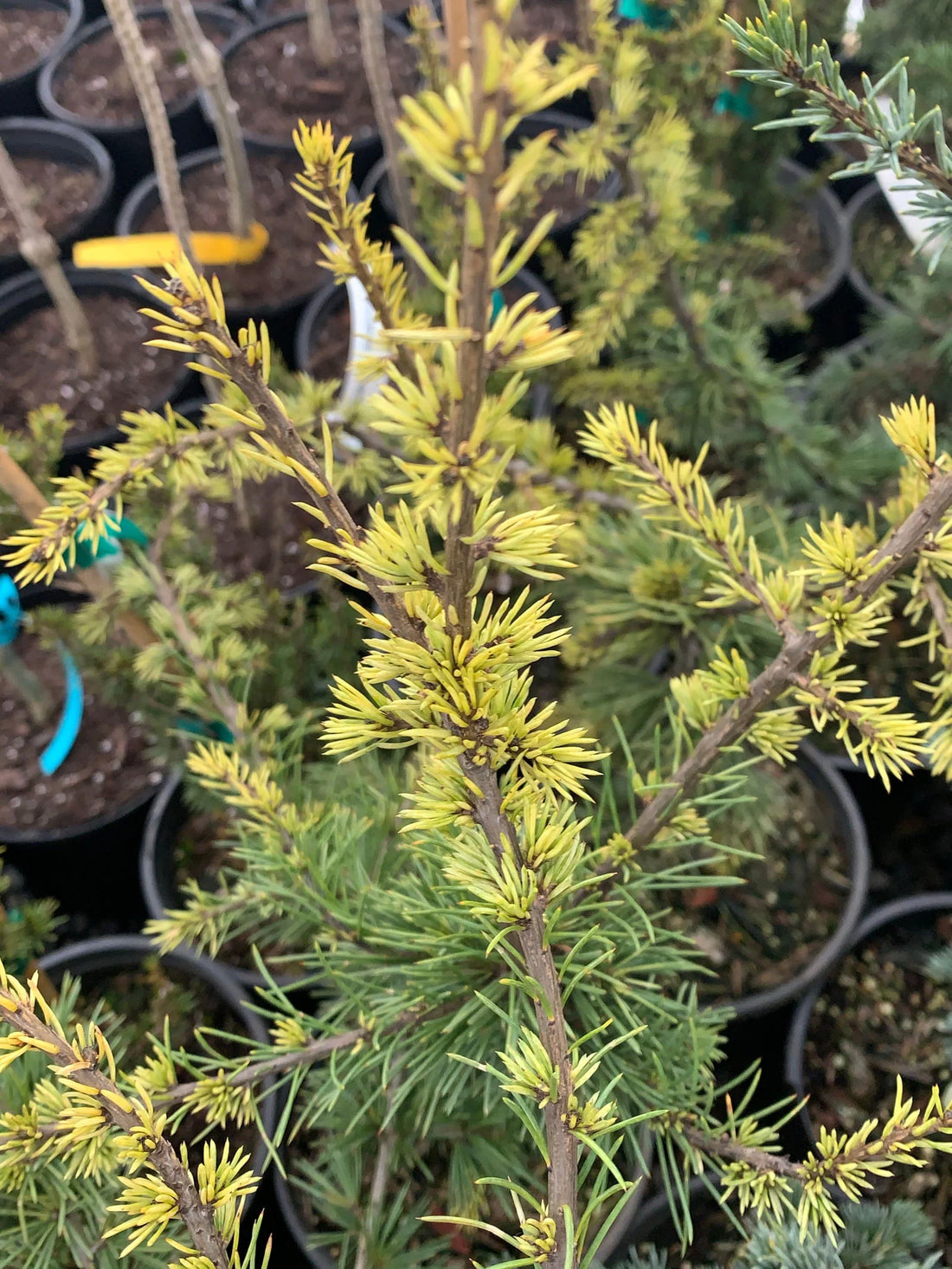 Atlas Cedar Silberspitz (Cedrus atlantica) - Ladybird Nursery