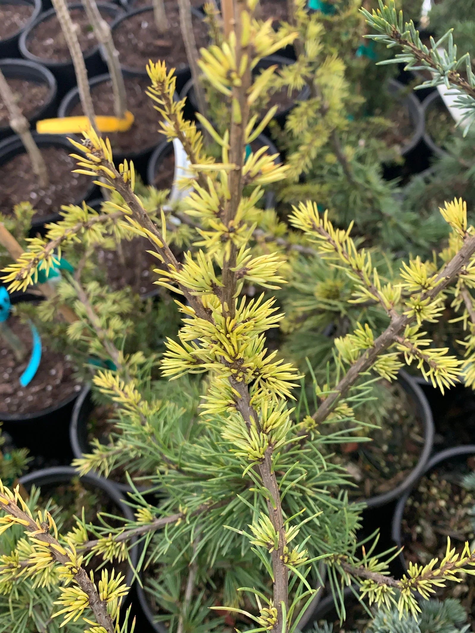 Atlas Cedar Silberspitz (Cedrus atlantica) - Ladybird Nursery