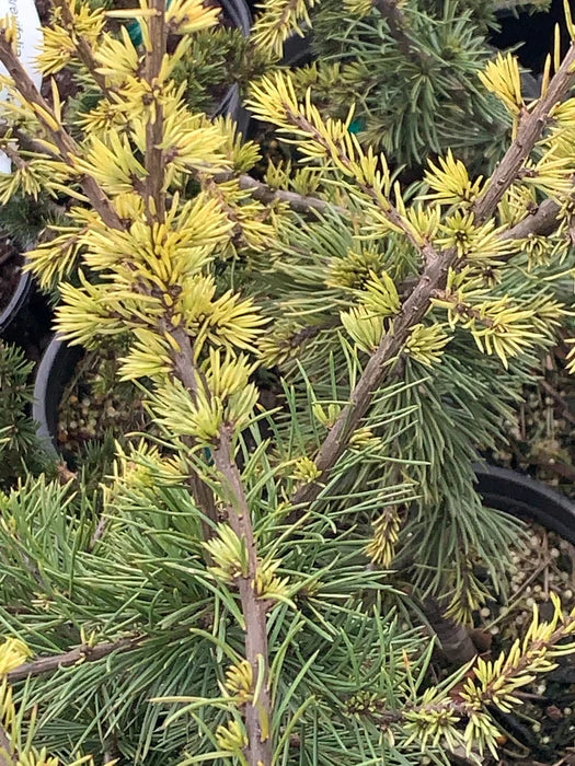 Atlas Cedar Silberspitz (Cedrus atlantica)