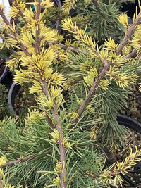Atlas Cedar Silberspitz (Cedrus atlantica) - Ladybird Nursery