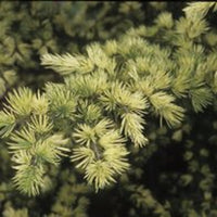 Atlas Cedar Silberspitz (Cedrus atlantica)