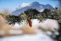 Upright Blue Cedar glauca fastigiata (Cedrus atlantica)