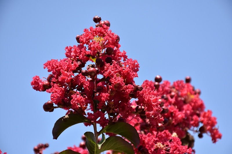 Crepe Myrtle Centennial Spirit Red (Lagerstroemia indica) - Ladybird Nursery