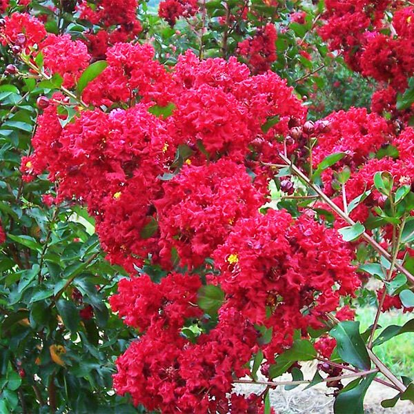 Crepe Myrtle Centennial Spirit Red (Lagerstroemia indica) - Ladybird Nursery