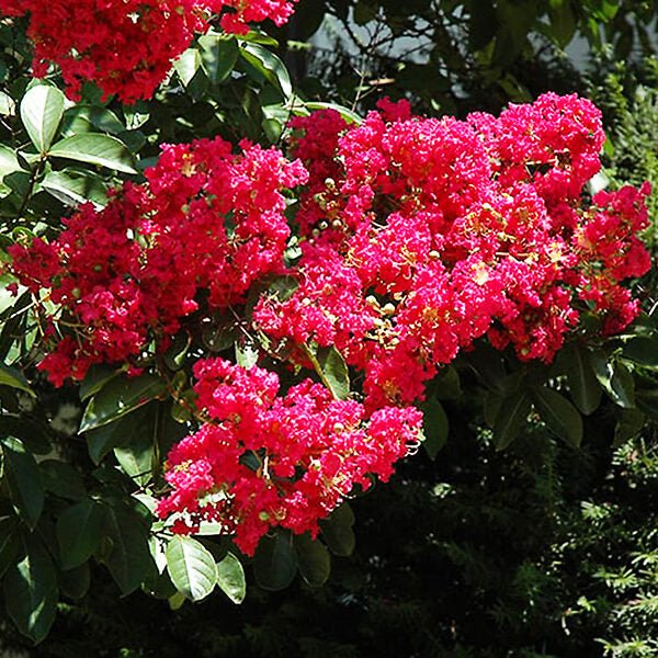 Crepe Myrtle Centennial Spirit Red (Lagerstroemia indica) - Ladybird Nursery