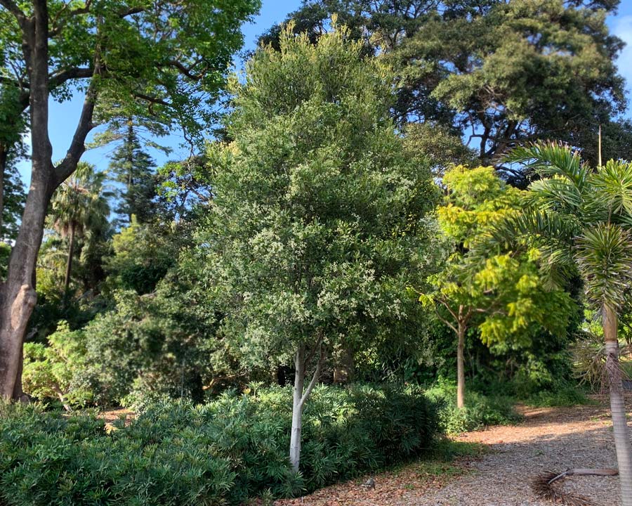 Coachwood (Ceratopetalum apetalum)