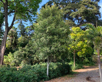 Coachwood (Ceratopetalum apetalum)