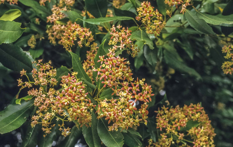 Coachwood (Ceratopetalum apetalum)