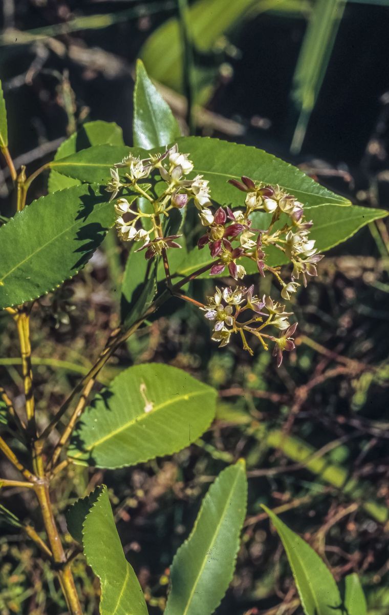 Coachwood (Ceratopetalum apetalum)