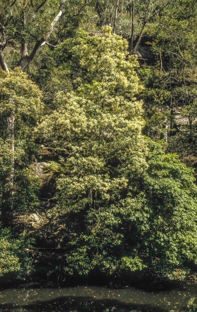 Coachwood (Ceratopetalum apetalum)