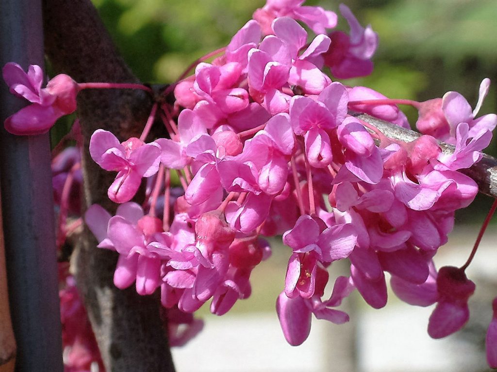 Chinese Redbud (Cercis chinensis)