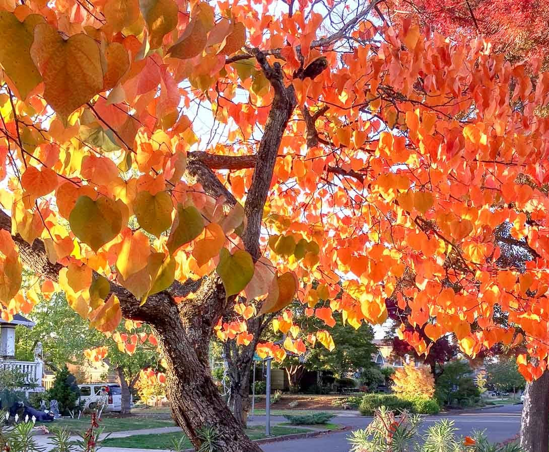 Eastern Redbud Forest Pansy (Cercis canadensis)