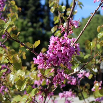 Eastern Redbud Aurea (Cercis canadensis)