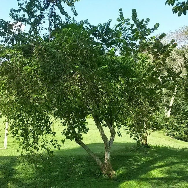 Ceylon Hill Gooseberry - Ladybird Nursery