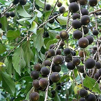Ceylon Hill Gooseberry - Ladybird Nursery
