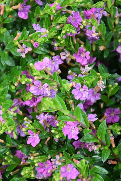 Cuphea Magenta (Cuphea FloriGlory) - Ladybird Nursery