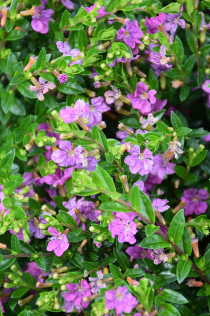 Cuphea Magenta (Cuphea FloriGlory)