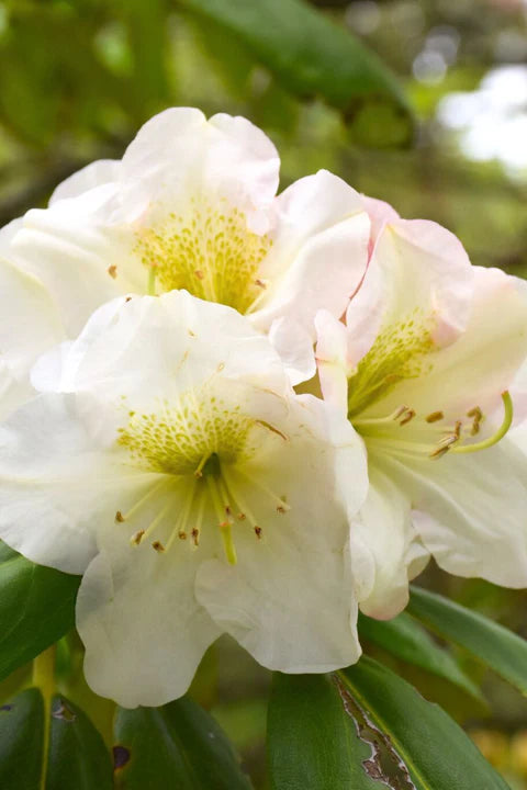 Rhododendron Olive