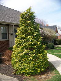 Hinoki Cypress Nana Aurea (Chamaecyparis obtusa) - Ladybird Nursery