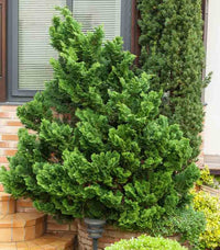 Hinoki Cypress Nana (Chamaecyparis obtusa) - Ladybird Nursery
