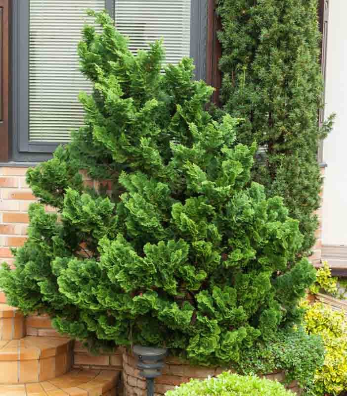 Hinoki Cypress Nana (Chamaecyparis obtusa) - Ladybird Nursery