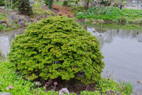 Hinoki Cypress Pygmaea (Chamaecyparis obtusa) - Ladybird Nursery